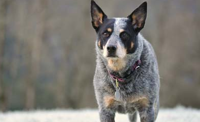 澳洲牧牛犬的价格？一个有多种特性的犬类