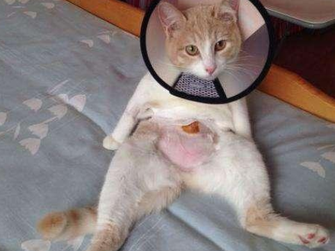 母猫子宫位置示意图