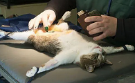 猫子宫蓄脓症状怎么治疗