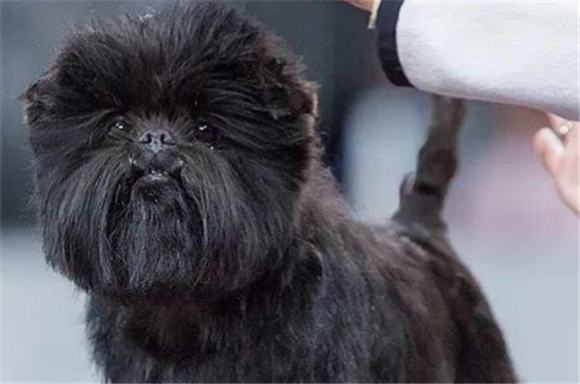 猴面犬的价格多少?猴面犬是爱情专一的犬 猴面犬的价格多少?猴面犬是爱情专一的犬