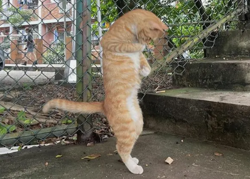 猫直立行走有危害吗? 猫直立行走有危害吗?