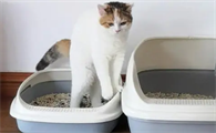 如何帮助小猫排便