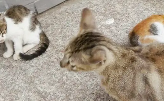 宠主搬家忘带猫主子,猫咪自己跑回家,网友:狸花猫就是“优秀” 宠主搬家忘带猫主子,猫咪自己跑回家,网友:狸花猫就是“优秀”