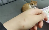 猫抓的狂犬病几乎为0