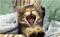 猫一天到晚叫个不停怎么回事