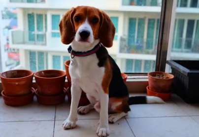 比格犬好吗 从性格秉性了解它 比格犬好吗 从性格秉性了解它