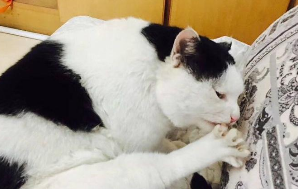 情侣工作时收养一只流浪猫,后来感情破裂分手,将猫咪送给别人 情侣工作时收养一只流浪猫,后来感情破裂分手,将猫咪送给别人