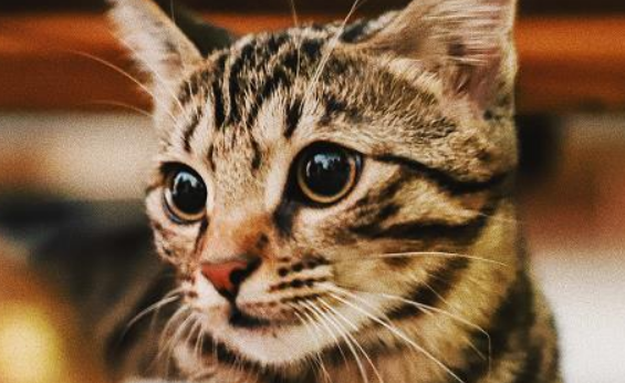 母猫找孩子的叫声 母猫找孩子的叫声