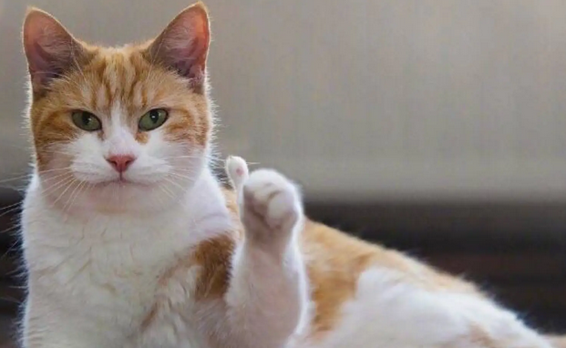 母猫刚生完小猫吃什么下奶