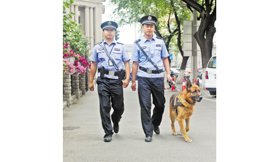 威武的德国牧羊犬“敬业的”跟着巡警出街巡逻 威武的德国牧羊犬“敬业的”跟着巡警出街巡逻