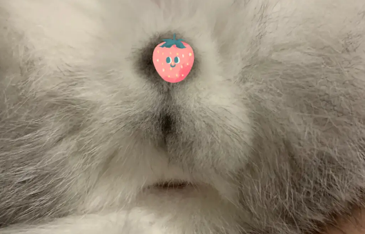 猫隐睾是不是必死 猫隐睾是不是必死