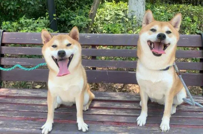柴犬为什么叫西八犬shiba inu 柴犬为什么叫西八犬shiba inu