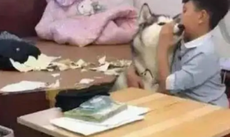 哈士奇见小主人写作业不理自己,于是竟然这样做,真让人哭笑不得 哈士奇见小主人写作业不理自己,于是竟然这样做,真让人哭笑不得