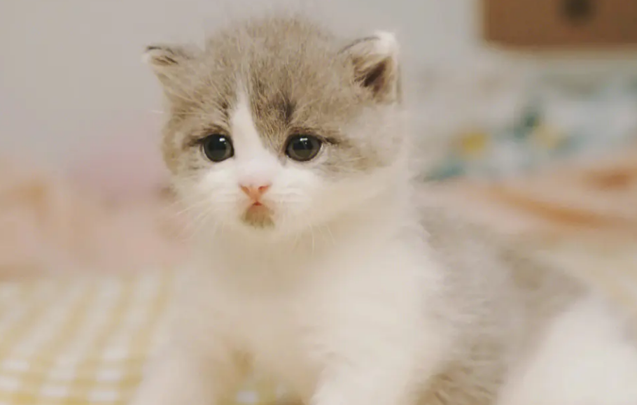 小猫咪呀小猫咪你这坏东西的歌