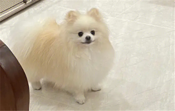 博美犬怎么看纯不纯?教你用眼睛辨别 博美犬怎么看纯不纯?教你用眼睛辨别