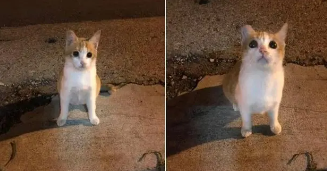 小橘猫路边卖萌求收编!有家后直接横向发展变大叔:还不快上饭? 小橘猫路边卖萌求收编!有家后直接横向发展变大叔:还不快上饭?