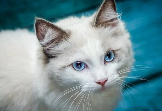 波米拉猫是什么品种 波米拉猫是什么品种
