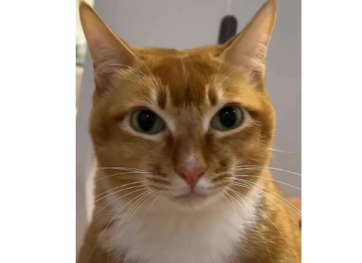 小区起火,主人背3只猫牵1只狗从33楼一口气跑到楼下:家里最贵重的是你们... 小区起火,主人背3只猫牵1只狗从33楼一口气跑到楼下:家里最贵重的是你们...