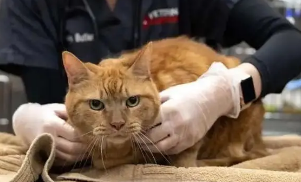 猫中暑了怎么治