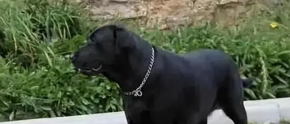 罗威纳犬被盗时有发生,身价上万的罗威纳差点被杀 罗威纳犬被盗时有发生,身价上万的罗威纳差点被杀