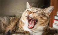 猫怎么叫
