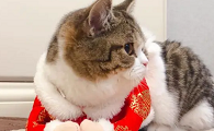 狗仔鲸和招财猫的区别