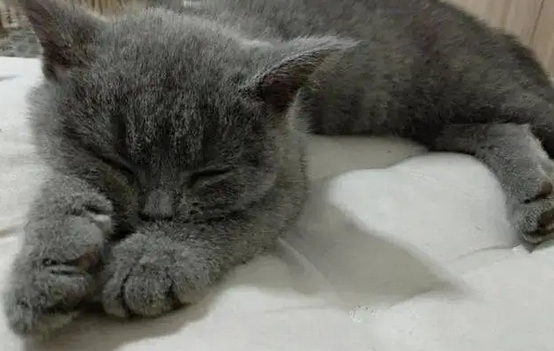 猫在你怀里打呼噜预示着什么 猫在你怀里打呼噜预示着什么