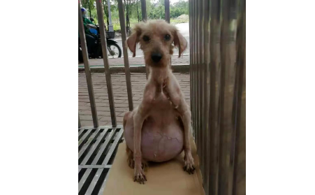 小泰迪瘦骨一排排,肚子却快要被撑炸... 小泰迪瘦骨一排排,肚子却快要被撑炸...