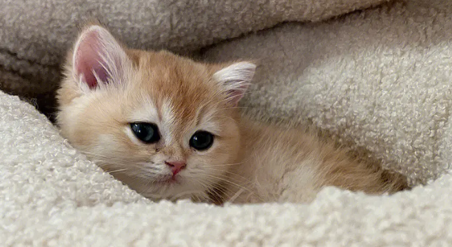 主人把小奶猫放嘴里,母猫瞬间被激怒,凶狠的看着主人:你敢! 主人把小奶猫放嘴里,母猫瞬间被激怒,凶狠的看着主人:你敢!