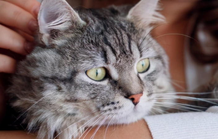 如何听懂猫咪的语言 如何听懂猫咪的语言