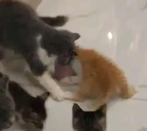 一群猫抢食,小奶橘把头钻罐头里坚决不出来,网友:不愧是橘猫 一群猫抢食,小奶橘把头钻罐头里坚决不出来,网友:不愧是橘猫