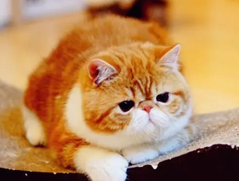 是加菲猫还是咖啡猫好养 是加菲猫还是咖啡猫好养
