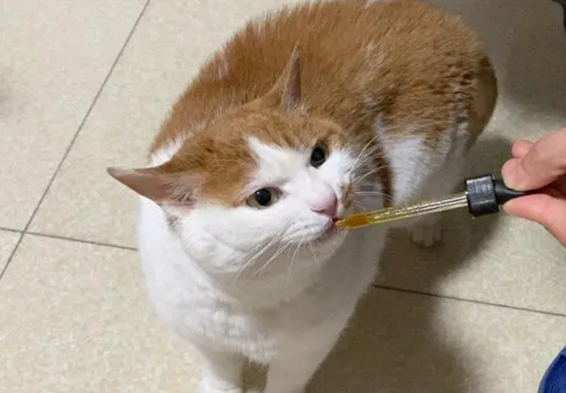 啤酒酵母粉对猫咪有害吗 啤酒酵母粉对猫咪有害吗