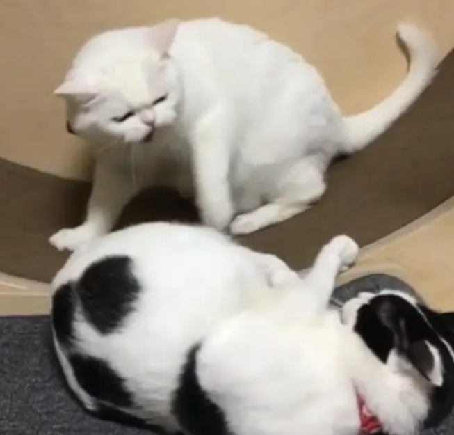 主人为给猫咪减肥买跑步机,瘦的猫在跑步,胖猫依旧躺地上不动 主人为给猫咪减肥买跑步机,瘦的猫在跑步,胖猫依旧躺地上不动