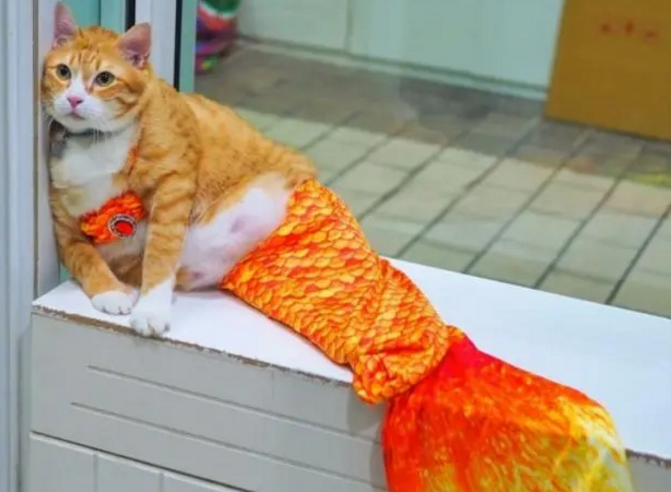 主人把橘猫装扮成美人鱼,网友一看笑翻:简直毫无违和感! 主人把橘猫装扮成美人鱼,网友一看笑翻:简直毫无违和感!
