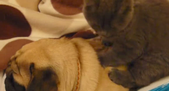 猫咪压在狗狗的背上,主人以为两只在打架。。。 猫咪压在狗狗的背上,主人以为两只在打架。。。