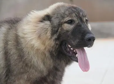 高加索咬狼犬是什么品种