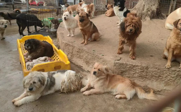 狗狗因年龄大,被人卖到了菜市场,在等待死亡时,它遇见了生命中的光... 狗狗因年龄大,被人卖到了菜市场,在等待死亡时,它遇见了生命中的光...