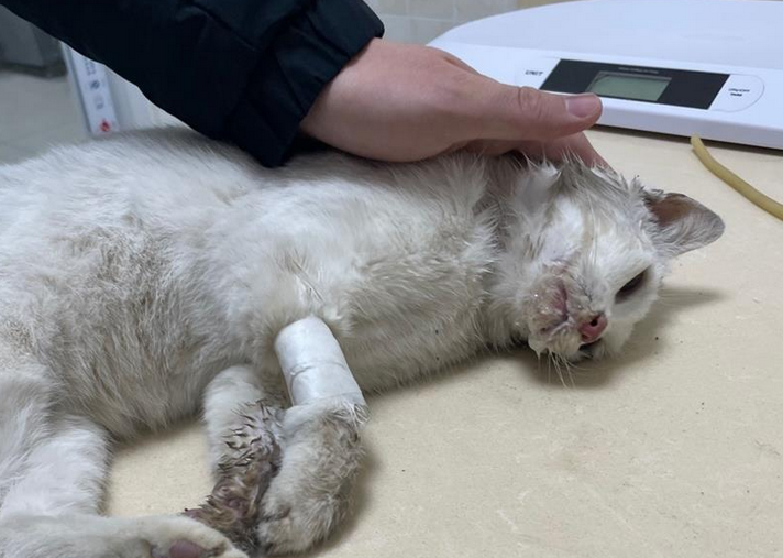猫中毒一天了还有救吗 猫中毒一天了还有救吗