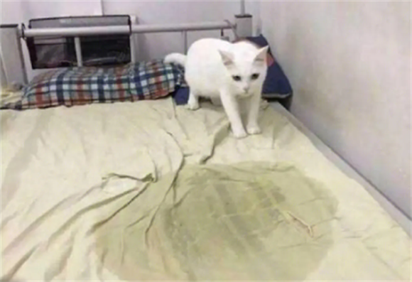 猫在床上拉尿什么原因 猫在床上拉尿什么原因