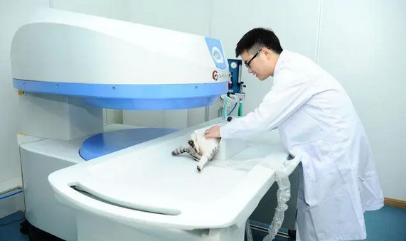 心宇宠物医院招聘