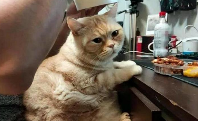 网友边看剧边吃大餐,橘猫为了减肥忍住不吃 网友边看剧边吃大餐,橘猫为了减肥忍住不吃