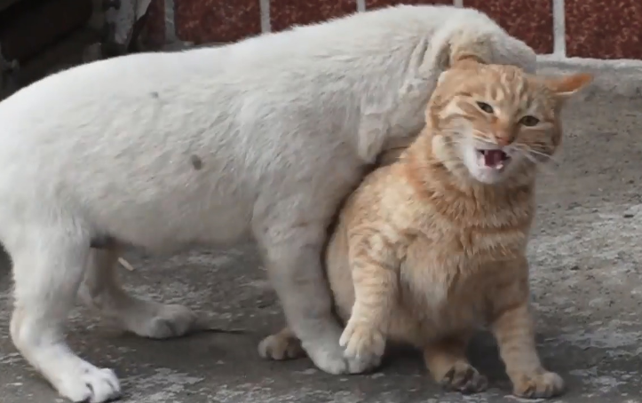狗为什么喜欢欺负猫 狗为什么喜欢欺负猫