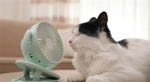 有的小猫为啥不爱吹风扇