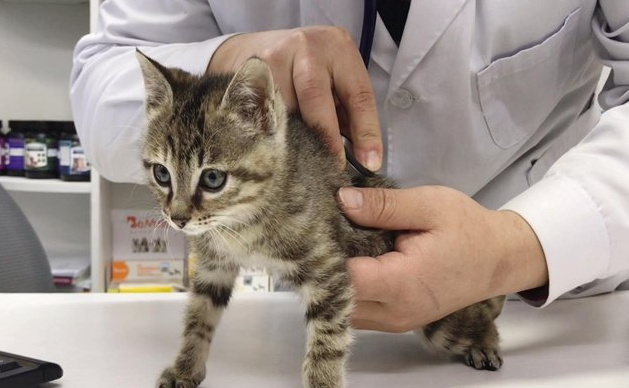 小猫打疫苗多少钱