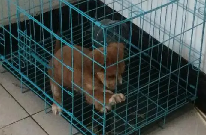 狗笼大便漏不下去