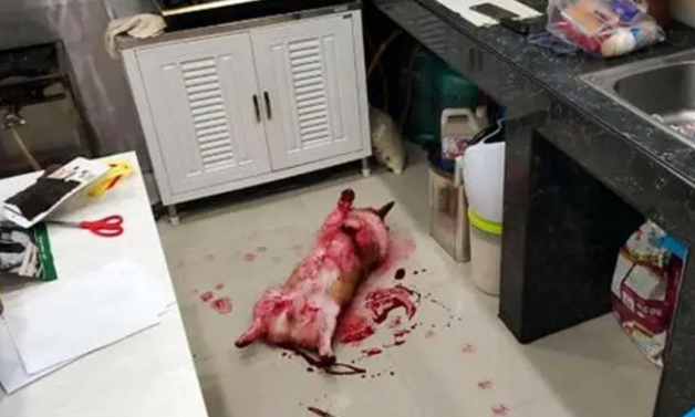 柯基浑身是血倒在水果刀旁,主人冲进厨房抢救,结果竟是一场乌龙 柯基浑身是血倒在水果刀旁,主人冲进厨房抢救,结果竟是一场乌龙