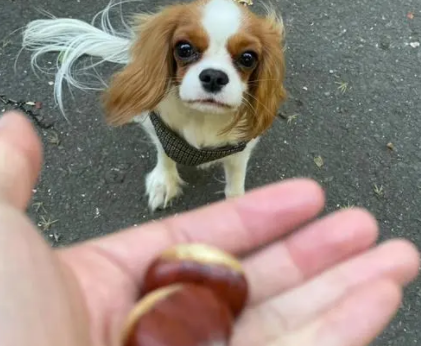 狗能吃栗子吗