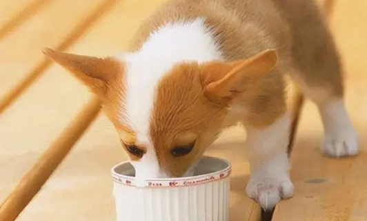 星期犬是什么?