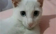 小猫10元一只